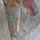 Fossil of a partially extended penis worm in a hyolith shell.